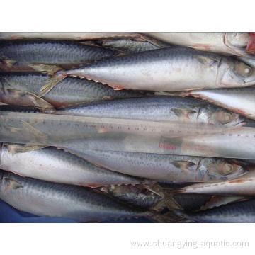 Frozen Mackerel With Good Price